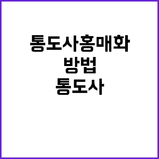 통도사 홍매화를 만…