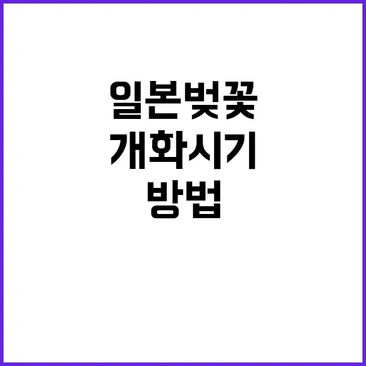 일본 벚꽃 개화시기…