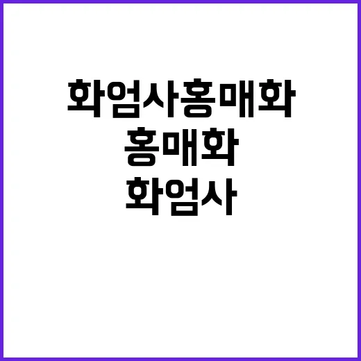 화엄사 홍매화를 만…