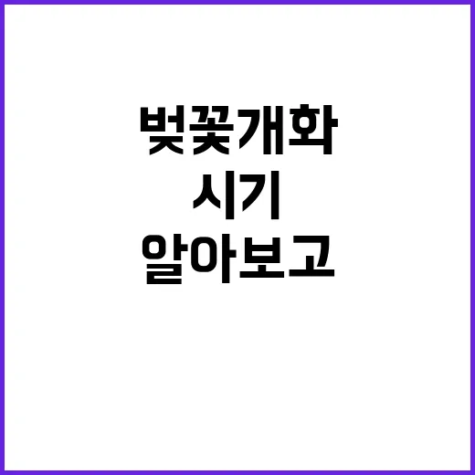 일본 벚꽃 개화시기를 알아보고 완벽한 여행 계획 세우는 방법