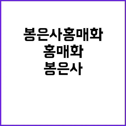 봉은사 홍매화를 만끽하는 방법