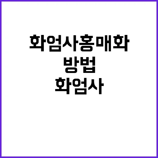 화엄사 홍매화를 감…