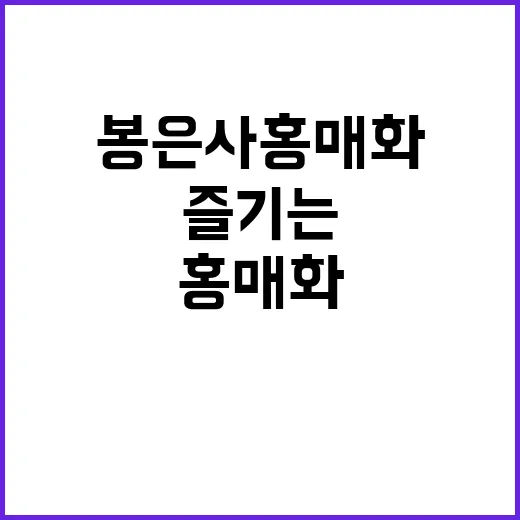 봄에 봉은사 홍매화…