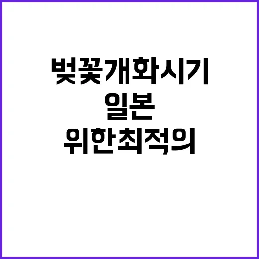 일본 벚꽃 개화시기…