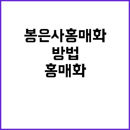 봄에 봉은사 홍매화…
