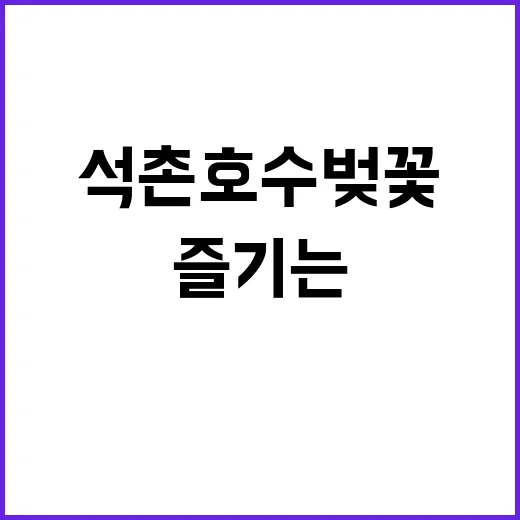 석촌호수 벚꽃을 즐…