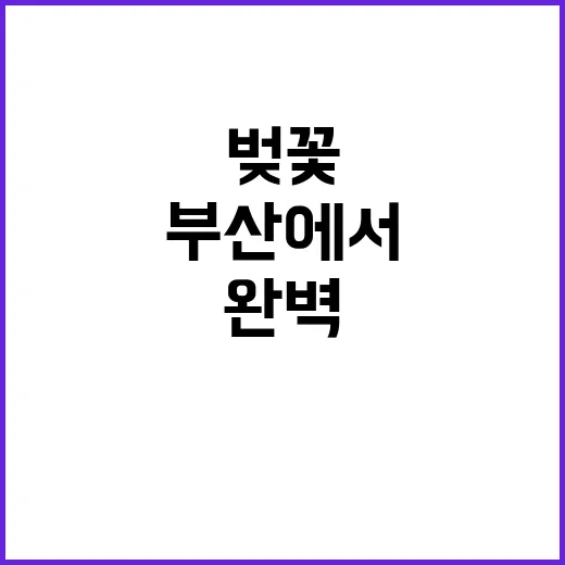 부산에서 벚꽃을 완벽하게 즐기는 방법