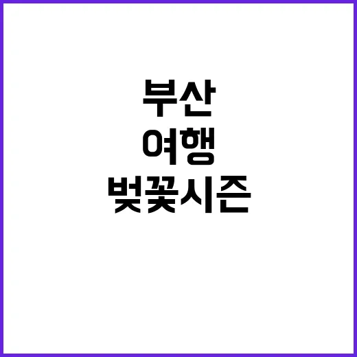 벚꽃 시즌에 부산을…