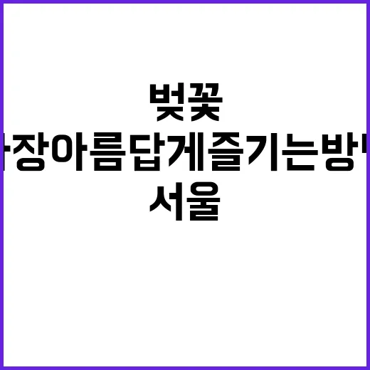 서울에서 벚꽃을 가…