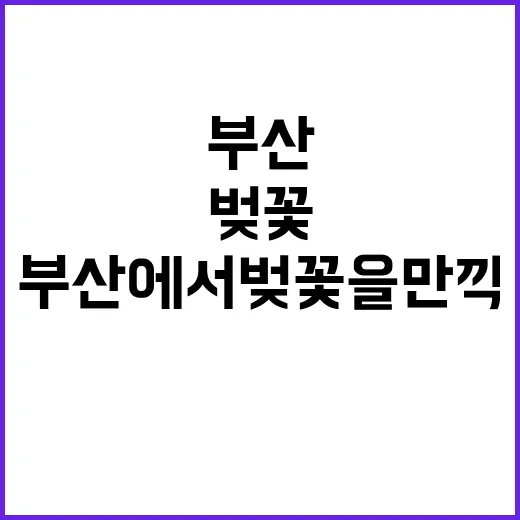 부산에서 벚꽃을 만끽하는 방법