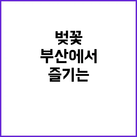 부산에서 벚꽃 명소…