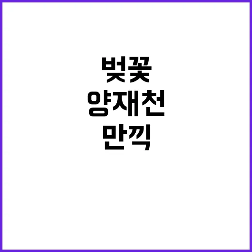 양재천 벚꽃을 만끽하는 방법