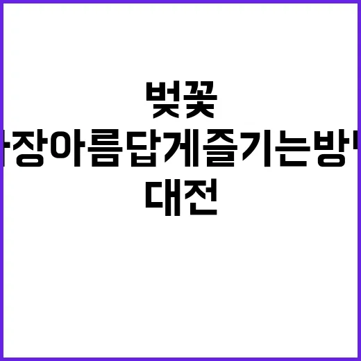대전에서 벚꽃을 가…