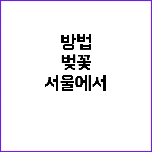 서울에서 벚꽃을 만…