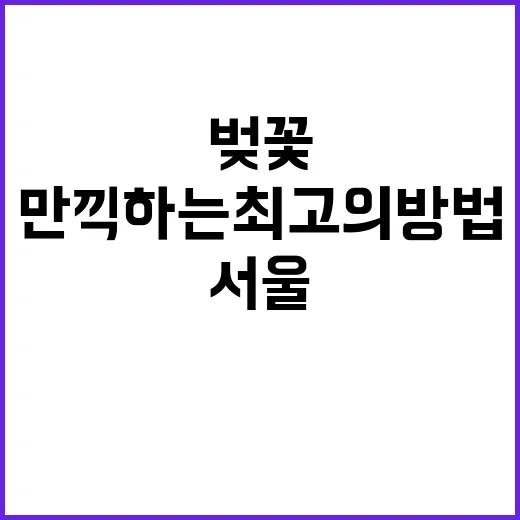 서울 벚꽃을 만끽하는 최고의 방법