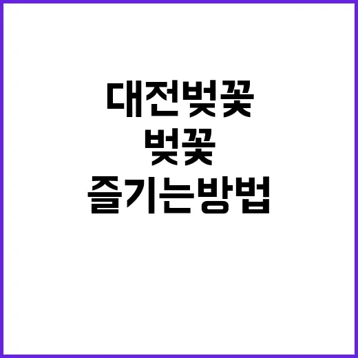 대전 벚꽃을 최대로 즐기는 방법