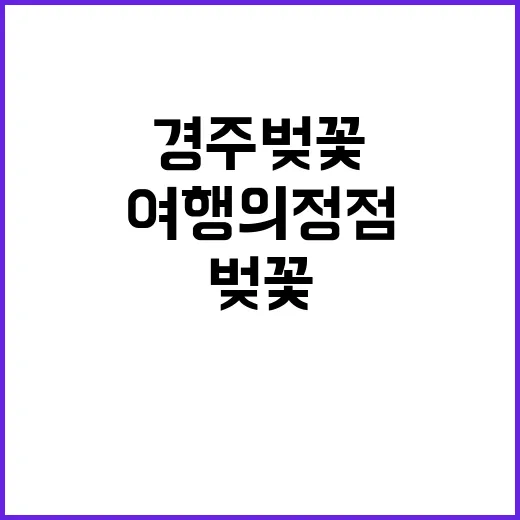 경주 벚꽃을 만끽하…