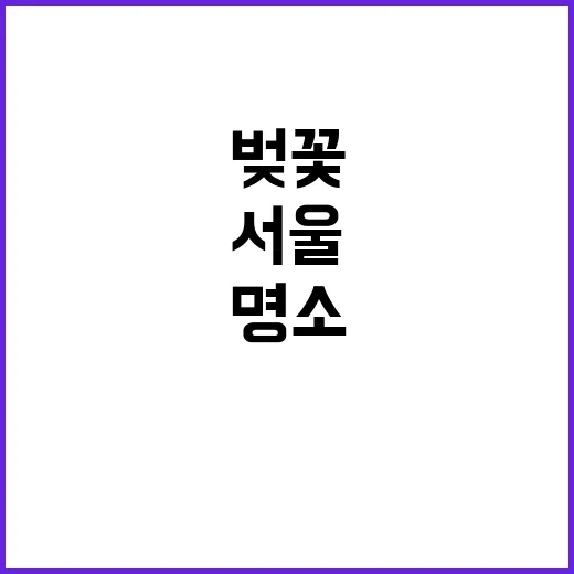 서울 벚꽃을 만끽하…