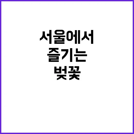 서울에서 벚꽃을 즐…