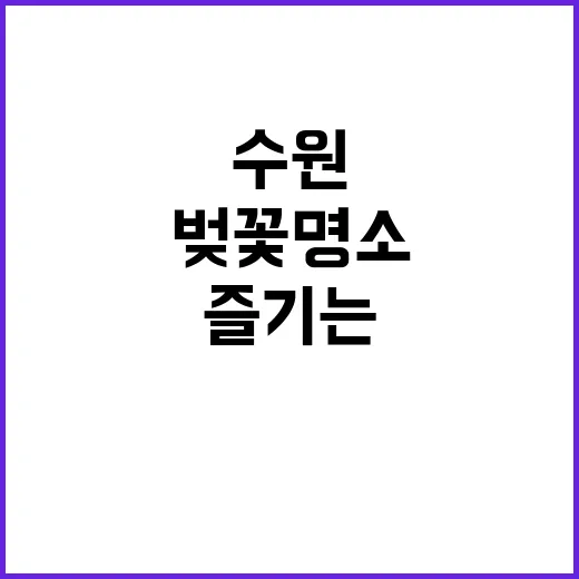 수원에서 벚꽃 명소…