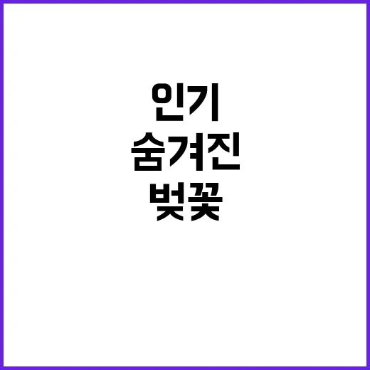 서울에서 벚꽃을 만…