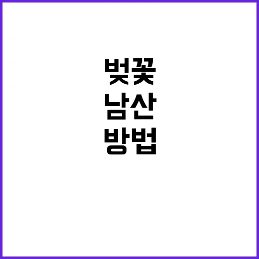 남산 벚꽃을 만끽하…