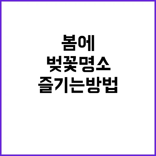 봄에 파주의 벚꽃 …