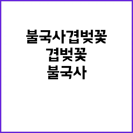 불국사 겹벚꽃을 즐…