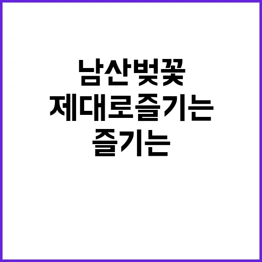 남산 벚꽃을 제대로…