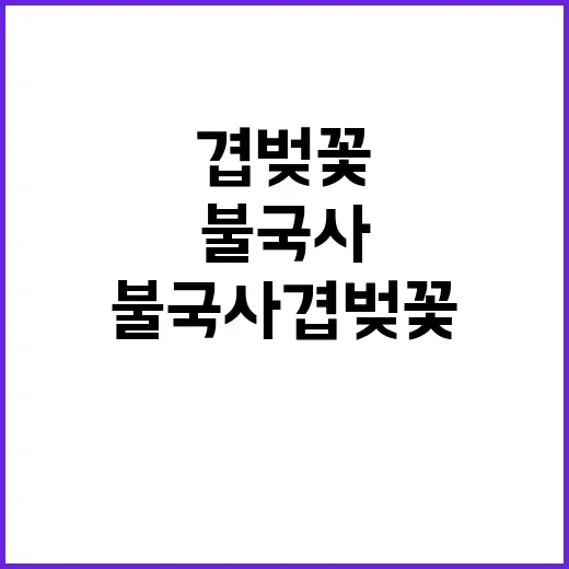 봄에 불국사 겹벚꽃…