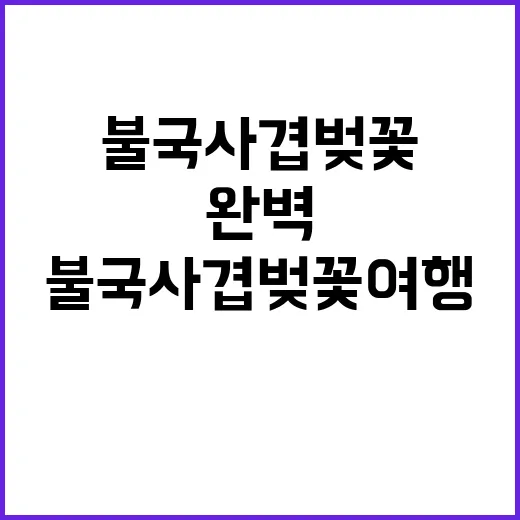 불국사 겹벚꽃 여행…