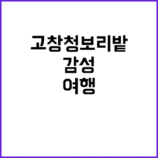 고창 청보리밭을 즐…