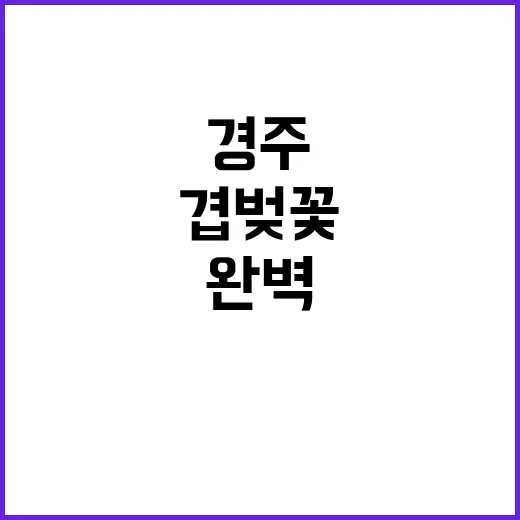 경주 겹벚꽃을 완벽…