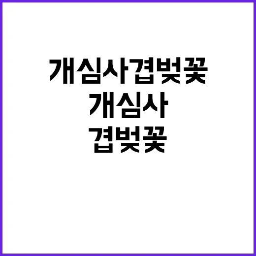 개심사 겹벚꽃을 만…