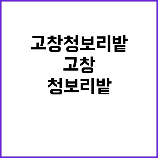 고창 청보리밭을 만…