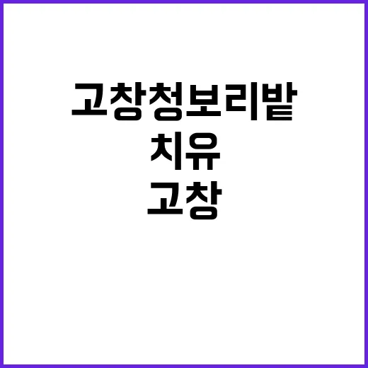 고창 청보리밭에서 …
