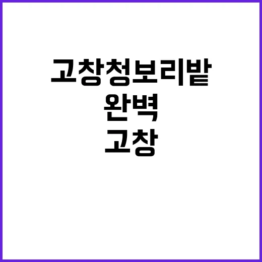 고창 청보리밭을 완…