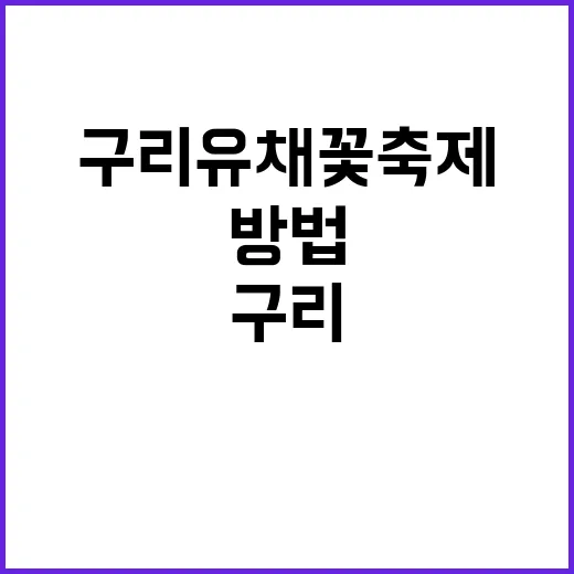 구리 유채꽃 축제를…