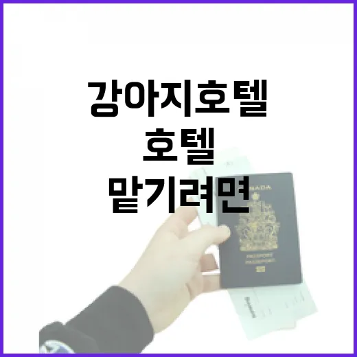 강아지호텔 처음 맡기려면 이렇게 확인하세요 - 요약