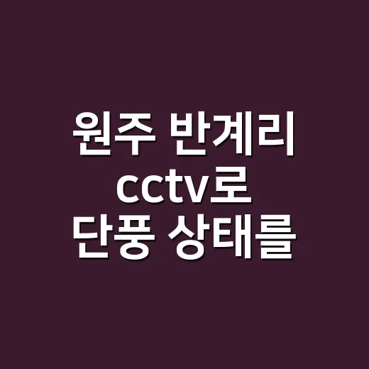 원주 반계리 cctv로 단풍 상태를 볼 수 있나요? - 요약