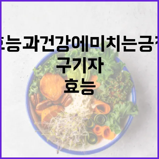구기자의 효능과 건강에 미치는 긍정적인 영향 알아보기 - 요약