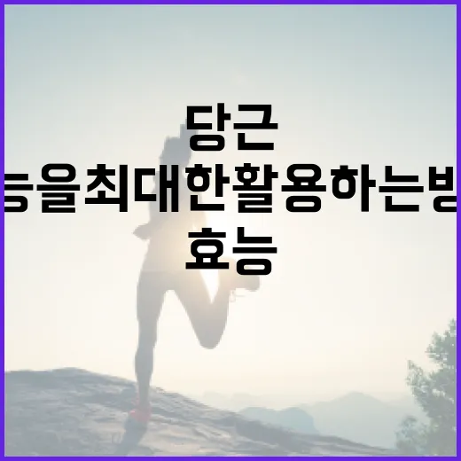 당근 효능을 최대한 활용하는 방법 - 요약