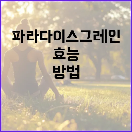 파라다이스 그레인의 효능을 최대한 활용하는 방법 - 요약