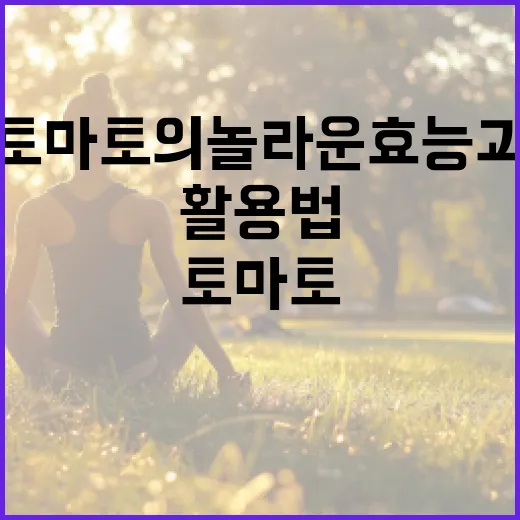 토마토의 놀라운 효능과 활용법 알아보기 - 요약