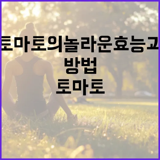 토마토의 놀라운 효능과 활용 방법 - 요약