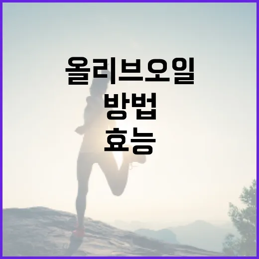 올리브오일의 다양한 효능과 활용 방법 - 요약