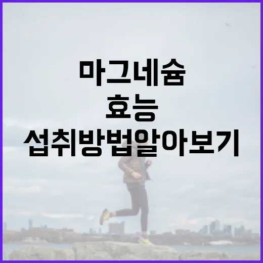 마그네슘의 놀라운 효능과 섭취 방법 알아보기 - 요약