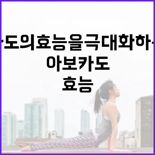 아보카도의 효능을 극대화하는 방법 - 요약