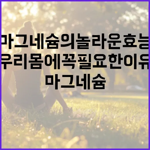 마그네슘의 놀라운 효능: 우리 몸에 꼭 필요한 이유 - 요약