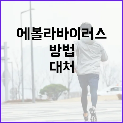 에볼라바이러스 이해하기: 안전하게 대처하는 방법 - 요약